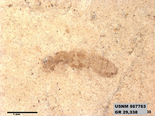 Insecta