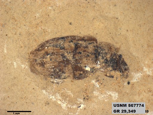 Insecta