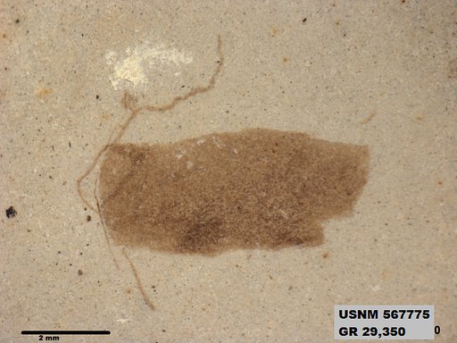 Insecta