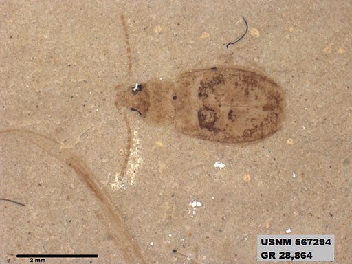 Insecta
