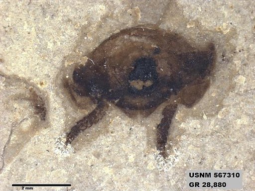 Insecta