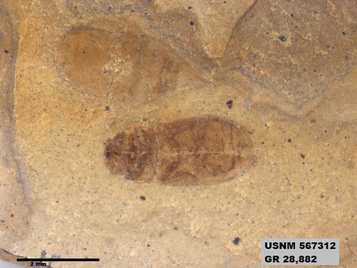 Insecta