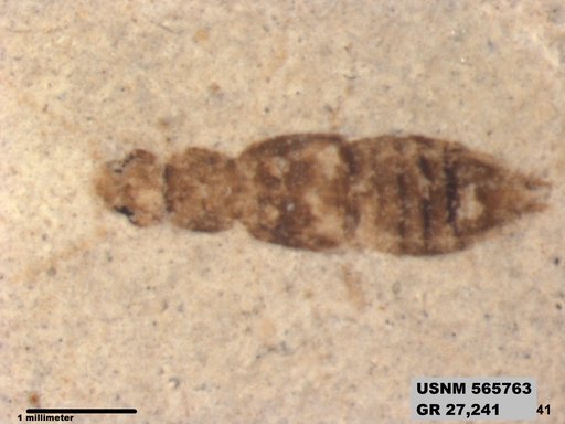 Genus sp