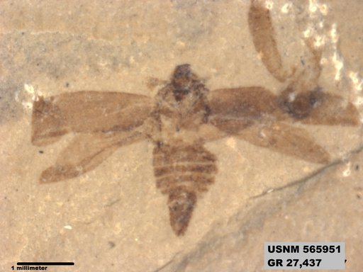 Genus sp