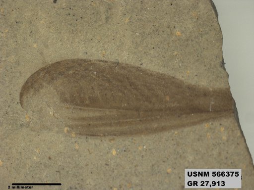 Genus sp