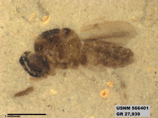 Insecta