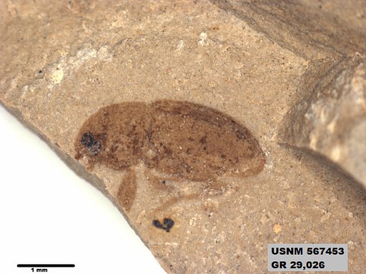 Insecta