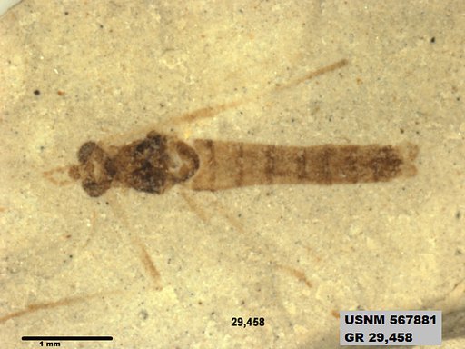 Genus sp