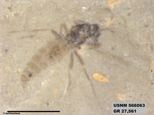 Genus sp