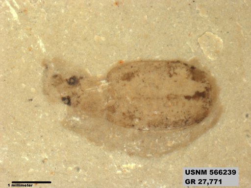Genus sp