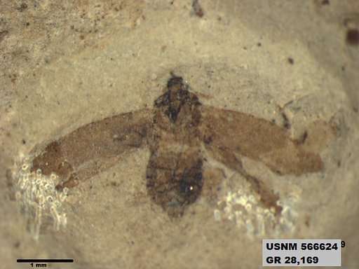 Genus sp