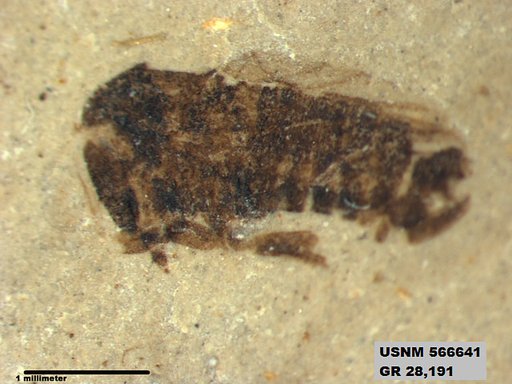 Genus sp