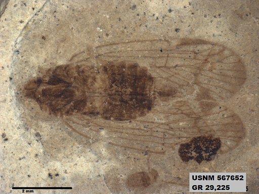 Genus sp