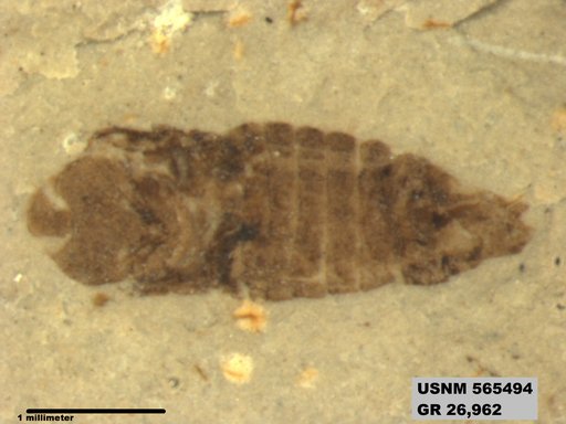 Genus sp