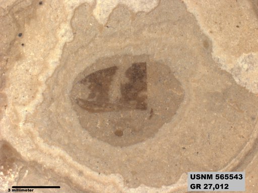 Genus sp