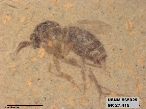Genus sp