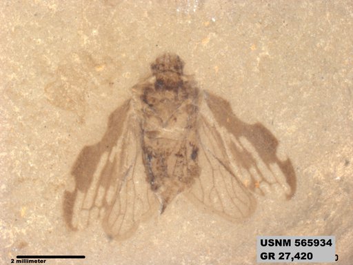 Tipula sp
