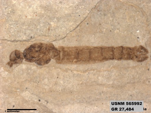 Genus sp