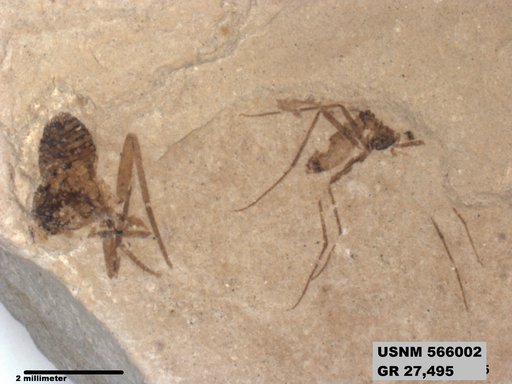 Genus sp