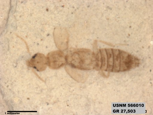 Genus sp