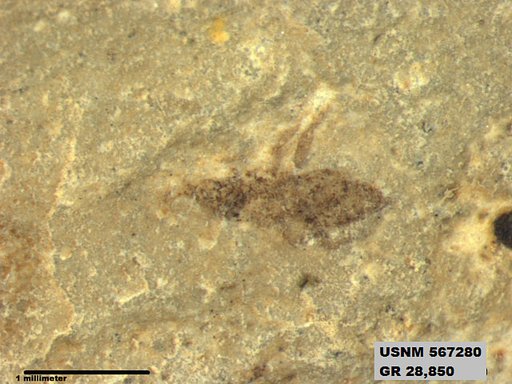 Genus sp