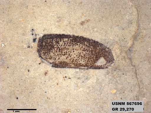 Insecta