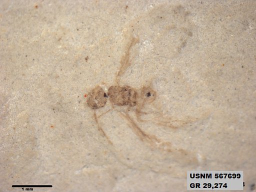 Genus sp