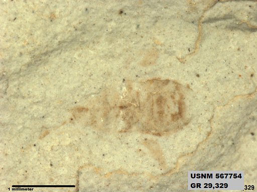 Insecta