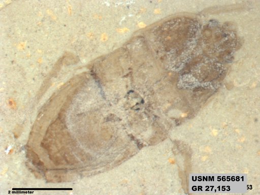 Genus sp