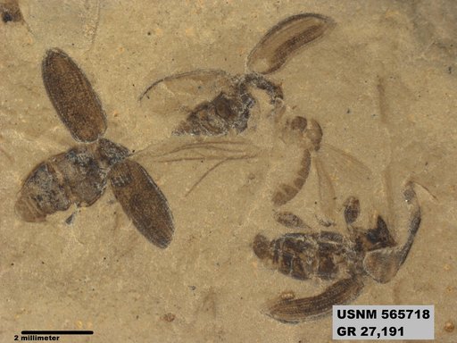 Tipula sp