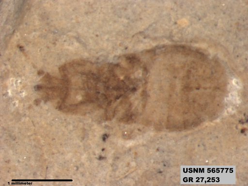 Genus sp