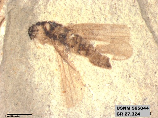 Genus sp