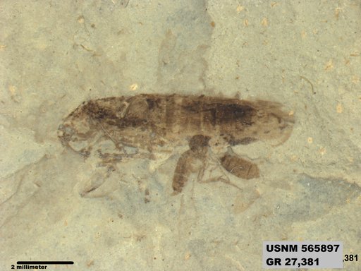 Genus sp