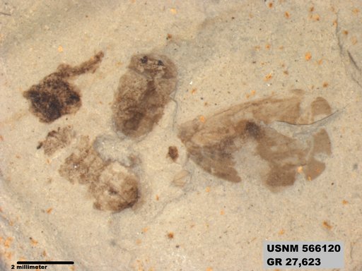 Genus sp