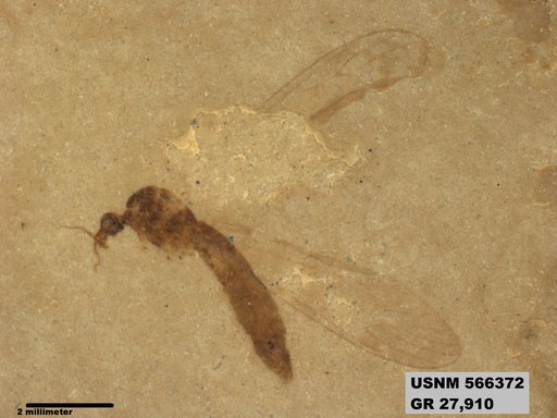 Genus sp