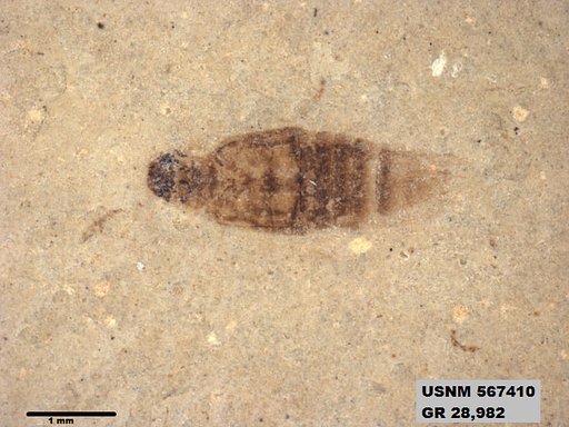 Insecta