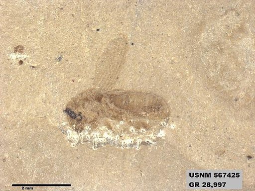 Insecta
