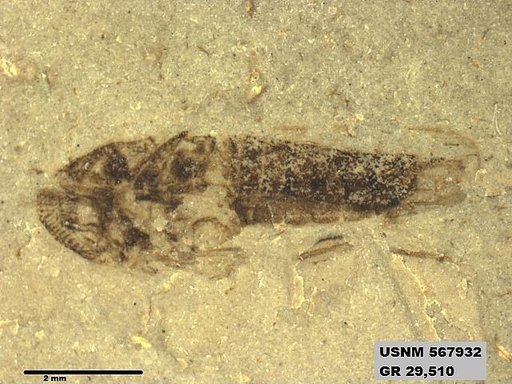 Genus sp