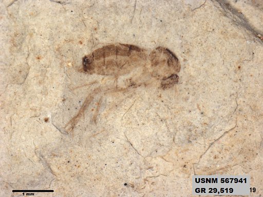 Genus sp