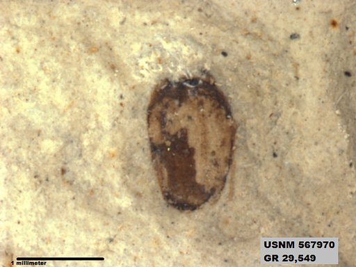 Insecta