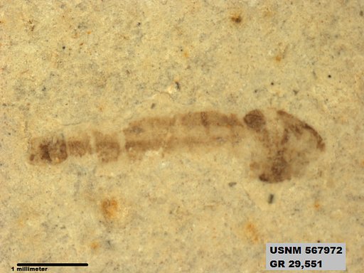 Insecta