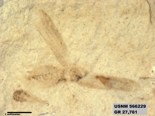 Insecta