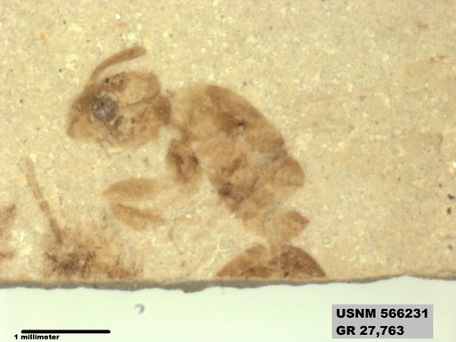 Insecta