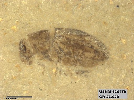 Insecta