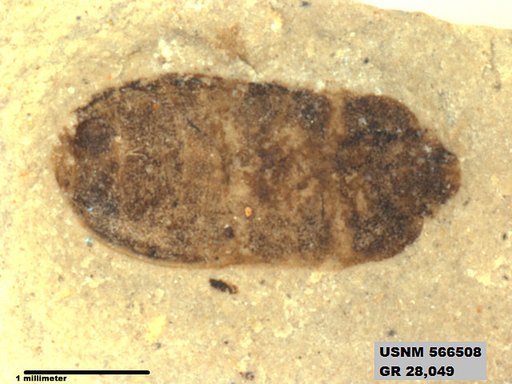 Genus sp