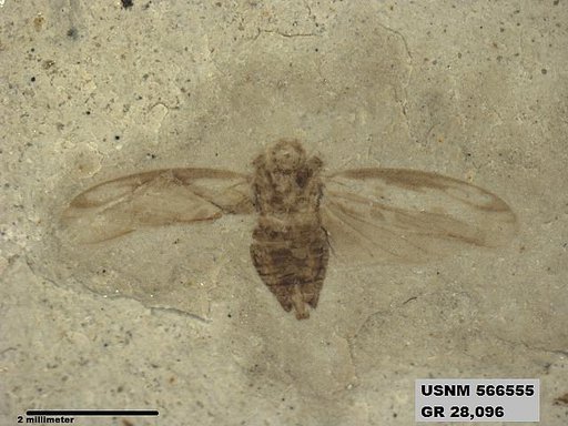 Genus sp