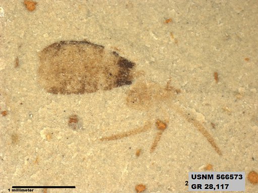 Genus sp