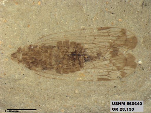 Genus sp
