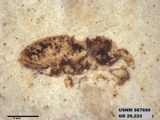 Insecta