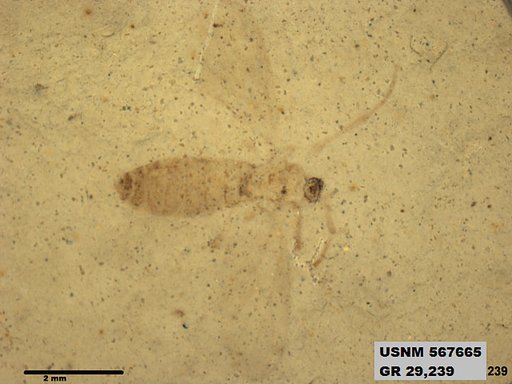 Insecta